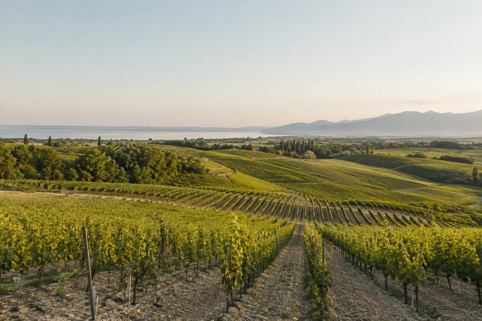Vigneti presso Pozzolengo con vista sulle colline moreniche fino al Lago di Garda