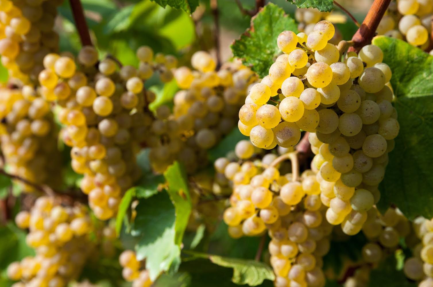 Grappoli maturi di Turbiana sulla vite in un vigneto presso Pozzolengo