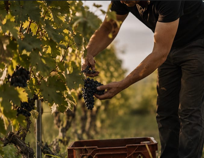 Vinobraní na jihu